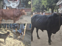 (ভিডিও) হাসিনার মৃত্যুদণ্ড: টিএসসিতে গরু-খাসি ভোজ ঢাবি শিক্ষার্থীদের