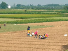 (ভিডিও) সরকারি বীজ কেনাকাটায় ৭১ কোটি টাকা তছরুপ, কৃষি অফিসের দুর্নীতির প্রমাণ চ্যানেল 24’র হাতে