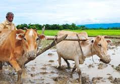 (ভিডিও) গ্রাম বাংলার আগের রুপে কুড়িগ্রামের দৃশ্য