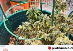 ক্যালিফোর্নিয়ায় শিখে ঢাকার বাসায় অপ্রচলিত মাদক ‘কুশ’-এর চাষ