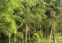 (ভিডিও)রংপুরে বিদেশি জাতের গাছ থেকে তেল, লিটার ৫০ হাজার টাকা