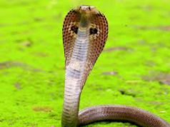 (ভিডিও)মোগল আমলের ক্ষুদ্র মসজিদ ঘিরে কৌতূহল,আজান শুনলেই সাপ আসে