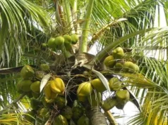 (ভিডিও)মাঝরাতে নারকেল গাছের চূড়ায় যুবক, উদ্ধার করল ফায়ার সার্ভিস