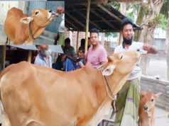 (ভিডিও)চুয়াডাঙ্গার আশ্চর্যজনক চা-খোর ‘গরু’