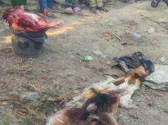 (ভিডিও)ধামইরহাটে খাসির নামে কুকুরের মাংস বিক্রির অভিযোগ: এলাকায় তীব্র ক্ষোভ